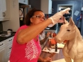 Lesi putting finishing touches on horse